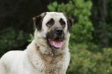 KANGAL 042